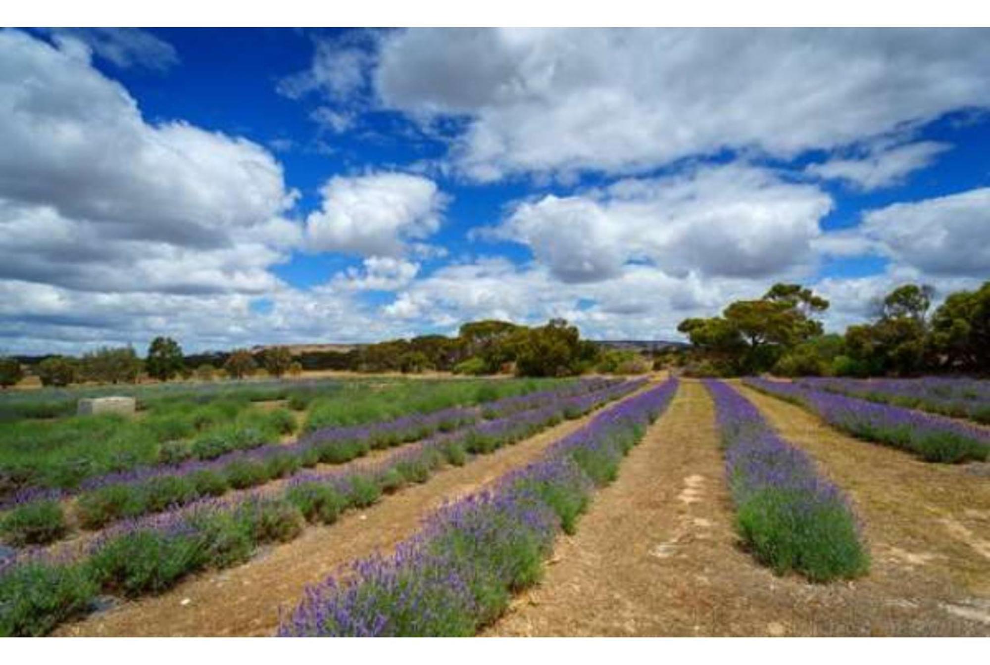 Discovery Parks - Kangaroo Island Villa Flinders Chase Exterior photo